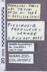 Etikette zu Ptesimopsia parallela (NHMW-ZOO-COL-0010912)